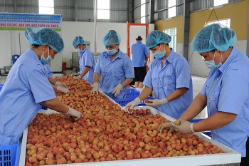 Chung tay tiêu thụ vải thiều Bắc Giang qua 