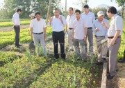 Phú Yên cần quan tâm hơn đến các mô hình thực phẩm an toàn