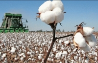 Ngành bông năm 2019: Phụ thuộc vào kết quả giải quyết căng thẳng thương mại Mỹ - Trung