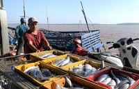 Gỡ “thẻ vàng” IUU: Yêu cầu cấp bách