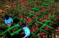 Thương mại song phương Việt Nam - Ấn Độ tiếp tục giữ đà tăng trưởng