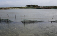 Thương lái lùng mua ốc hương bán sang Trung Quốc