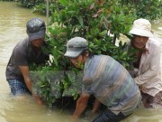 Người trồng hoa ở Quảng Ngãi, Bình Định thiệt hại nặng vì mưa lũ