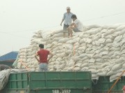 Xây dựng thương hiệu gạo quốc gia: Không thể chậm trễ
