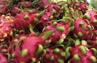 Nhà vườn, doanh nghiệp thanh long tìm hướng “xoay chuyển” tự cứu mình