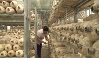 Yếu chế biến sâu- nông sản xuất khẩu giảm giá trị, thiếu cạnh tranh