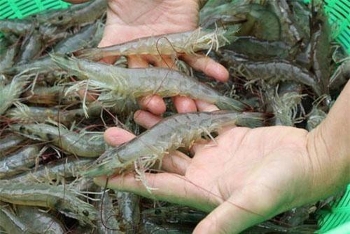 Hoa Kỳ hủy bỏ quyết định chống bán phá giá với tôm Minh Phú
