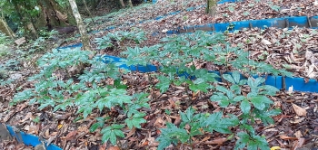 Nutifood hoàn tất thủ tục đầu tư vào Sâm Ngọc Linh Quảng Nam