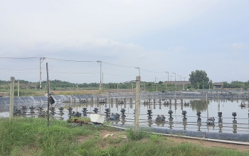 EVNHCMC đóng điện vận hành hệ thống lưới điện phục vụ nuôi trồng thuỷ sản công nghệ cao