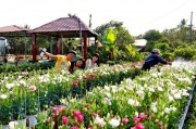 Nhộn nhịp làng hoa Sa Đéc