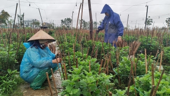 Làng hoa xứ Huế rộn ràng vào Xuân