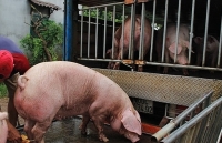 TP. Hồ Chí Minh dồn lực ngăn chặn dịch tả lợn châu Phi