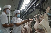 Giải pháp nào bình ổn thị trường thịt heo?