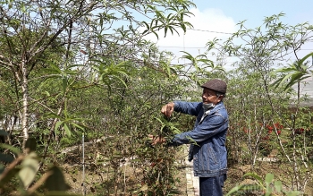 Các làng nghề truyền thống Nghệ An hối hả vào vụ Tết