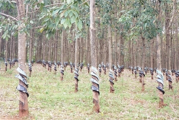 Kon Tum: Công nghiệp – thương mại tăng trưởng “bất chấp” dịch Covid - 19