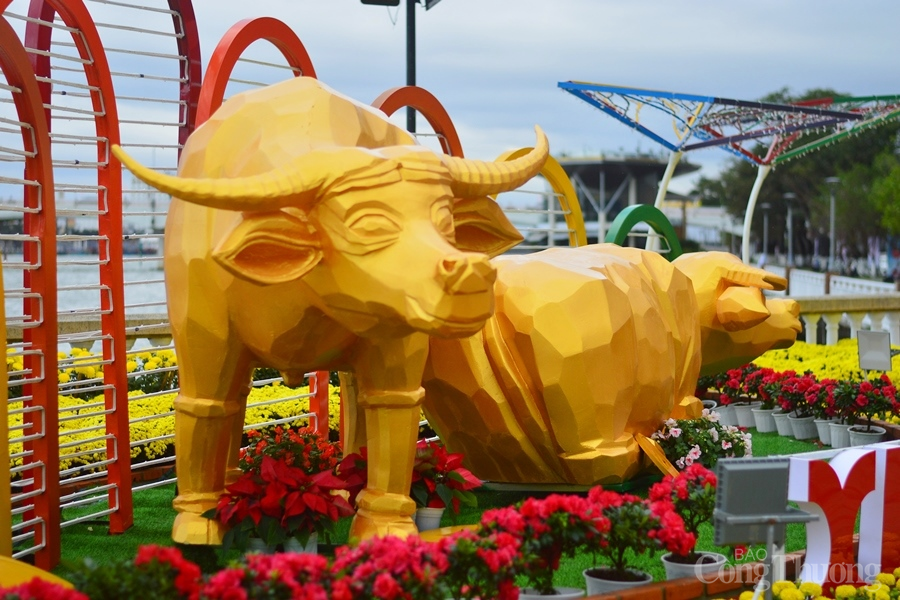 Đà Nẵng: Rực rỡ đường hoa Xuân Tân Sửu