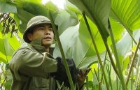 “Vựa” lá dong Hà Nội bội thu mùa Tết