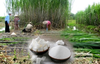 Nhập khẩu đường 5 tháng đầu năm tăng gấp 16 lần so với cùng kỳ