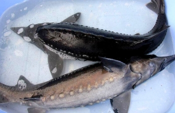 Tăng cường kiểm soát nhập khẩu cá Tầm từ Trung Quốc