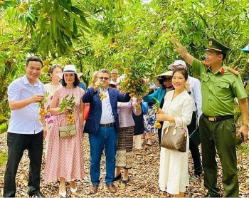 Vải thiều Thanh Hà đi đường bay được giá!