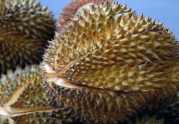 Giá sầu riêng sụt giảm bất thường sau khi đắt kỷ lục