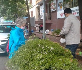 Tắm nước lá mùi già vào chiều 30 Tết: Nét văn hóa của người dân Thủ đô