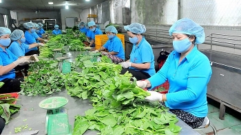 Diễn đàn kinh tế hợp tác, hợp tác xã năm 2021 dự kiến tổ chức vào quý III