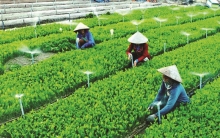 Năm 2030: 15% dân số tham gia các tổ chức kinh tế tập thể