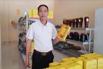 Trà hoa vàng ngát hương Tây Yên Tử