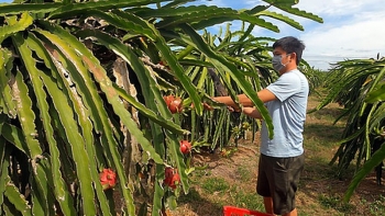 Thanh long chín đầy vườn nhưng không có người mua