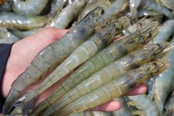 Tôm Việt Nam chiếm hơn một nửa lượng tôm nhập khẩu vào Hàn Quốc