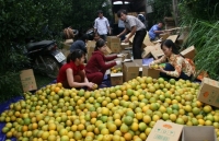 Sở hữu trí tuệ: Đòn bẩy cho sản phẩm chủ lực