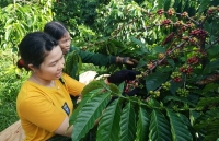 Quảng bá nông sản Đắk Nông nhờ xúc tiến thương mại