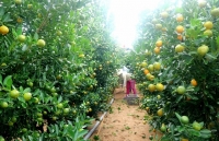 Quất cảnh Hội An được giá, thị trường sỉ bắt đầu hút hàng