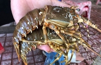 Tôm rớt giá ngày cuối năm