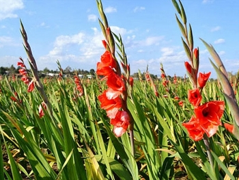 Lâm Đồng: Giá hoa layơn tăng cao ngay đầu vụ Tết Nhâm Dần 2022