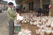 Hà Nội: Không để cúm gia cầm bùng phát