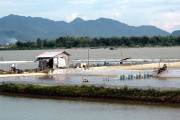 Sớm giải bài toán hạ tầng điện cho nuôi tôm