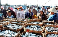 Trúng đậm mùa cá nổi