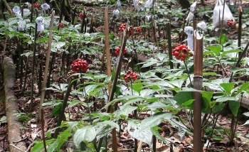 Phiên chợ sâm Ngọc Linh: Cơ hội cho doanh nghiệp và người tiêu dùng