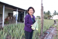 Nha đam được mùa lại được giá, nông dân Ninh Thuận phấn khởi