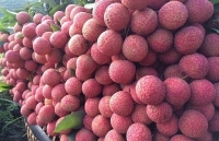 260 chủ vựa Trung Quốc tranh mua, vải thiều Bắc Giang giá cao kỷ lục