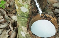 Thăng trầm xuất khẩu cao su