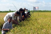 Phân lân Lâm Thao: Chinh phục cây lúa miền Tây