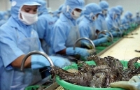 Xuất khẩu tôm: Kỳ vọng phục hồi