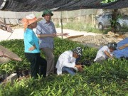 Tiêu thụ nông sản tại Sơn La: Liên kết- bước đột phá