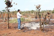 Cà phê Tây Nguyên: Nỗi lo vụ mùa thất bát