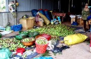Chanh dây rớt giá, người dân vẫn trồng ào ạt