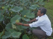 Khánh Hòa: Làm giàu từ sen