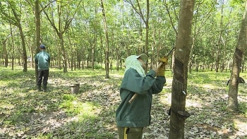 'Vàng trắng' lên giá - doanh nghiệp sản xuất cao su hưởng lợi